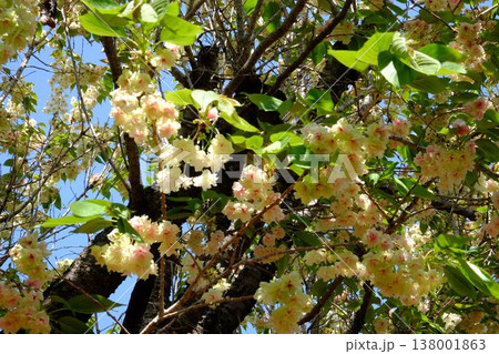 {神奈川県}御衣黄桜が満開 {神奈川県}御衣黄桜が満開 138001863