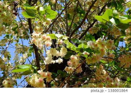 ｛神奈川県｝満開の御衣黄桜 138001864
