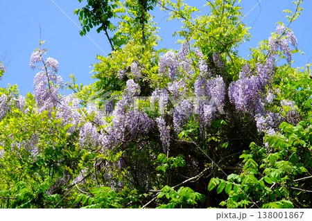 {神奈川県}陽光を浴びる野フジの花 {神奈川県}陽光を浴びる野フジの花 138001867