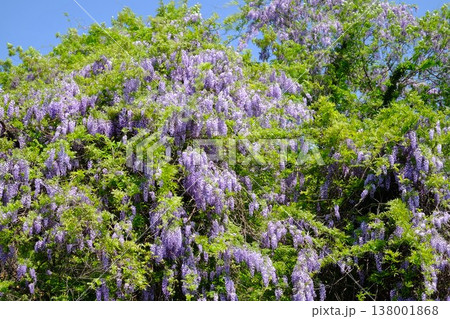 {神奈川県}雑木を覆う野フジの花 {神奈川県}雑木を覆う野フジの花 138001868