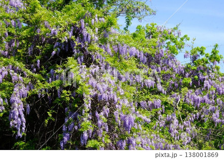｛神奈川県｝野フジの花満開 138001869