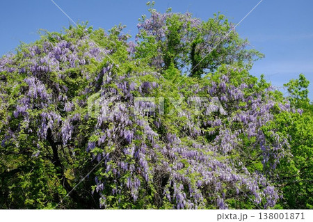｛神奈川県｝青空を背に咲く野フジ 138001871