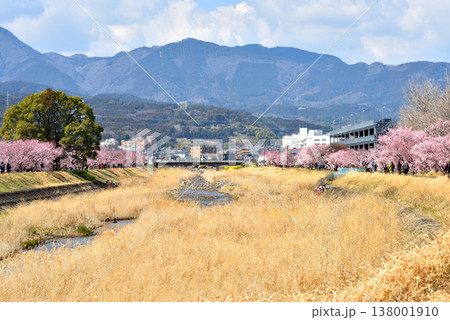 狩川両岸に咲く春めき桜とハイキングする人達 狩川両岸に咲く春めき桜とハイキングする人達 138001910