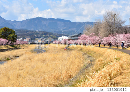狩川両岸に咲く春めき桜とハイキングする人達 狩川両岸に咲く春めき桜とハイキングする人達 138001912