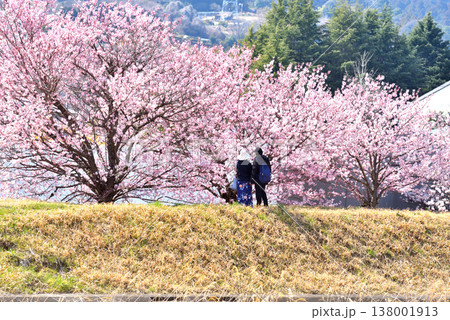 狩川両岸に咲く春めき桜の下で花を見上げるカップル 狩川両岸に咲く春めき桜の下で花を見上げるカップル 138001913