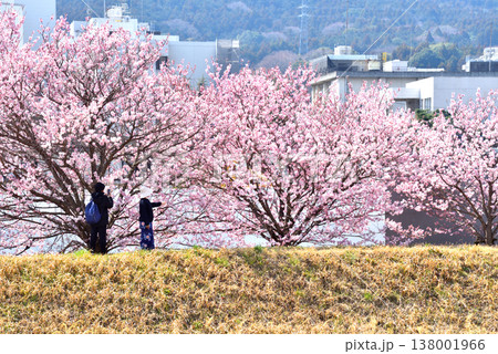 狩川両岸に咲く春めき桜の下で花を撮影する人 狩川両岸に咲く春めき桜の下で花を撮影する人 138001966