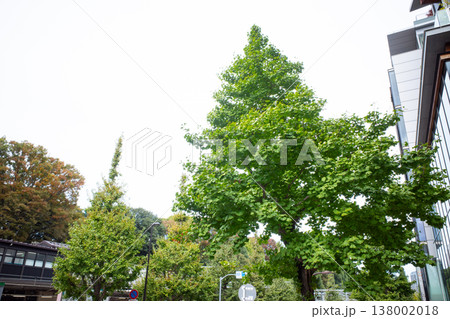 原宿の風景 138002018