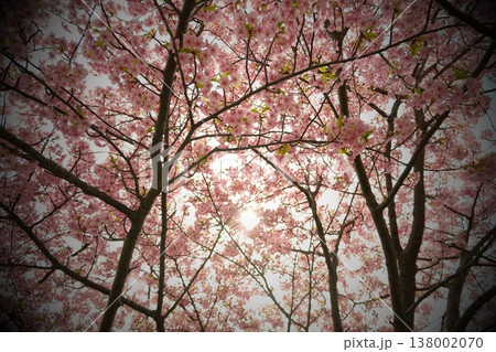 満開の桜を見上げる春の光あふれる風景 満開の桜を見上げる春の光あふれる風景 138002070