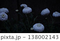 暗闇の白い花 138002143