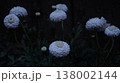 暗闇の白い花 138002144