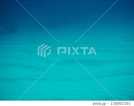 座間味島でのダイビング 138002191