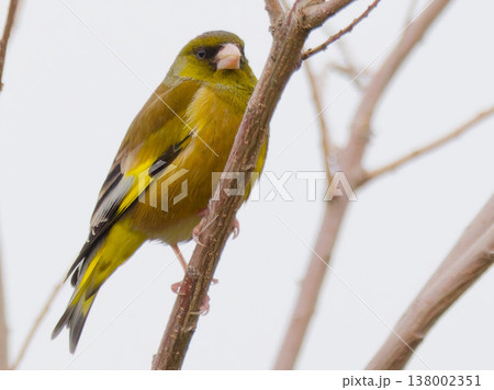 カワラヒワ(Japanese greenfinch)が枝に止まる姿 春の野鳥写真 / Greenfi カワラヒワ(Japanese greenfinch)が枝に止まる姿 春の野鳥写真 / Greenfi 138002351