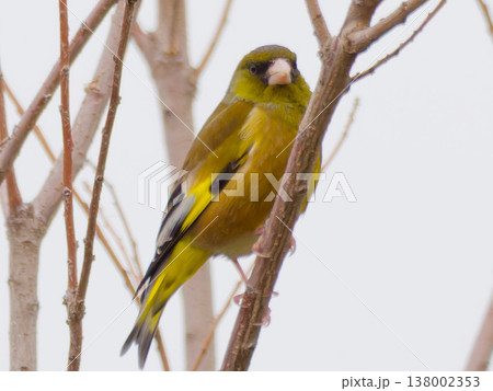カワラヒワ(Japanese greenfinch)が枝に止まる姿 春の野鳥写真 / Greenfi カワラヒワ(Japanese greenfinch)が枝に止まる姿 春の野鳥写真 / Greenfi 138002353