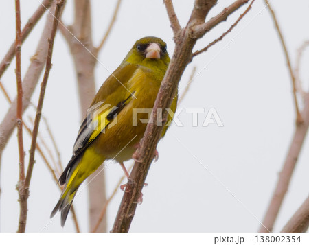 カワラヒワ(Japanese greenfinch)が枝に止まる姿 春の野鳥写真 / Greenfi カワラヒワ(Japanese greenfinch)が枝に止まる姿 春の野鳥写真 / Greenfi 138002354