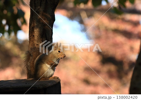 ニホンリス　冬毛の二ホンリス 138002420