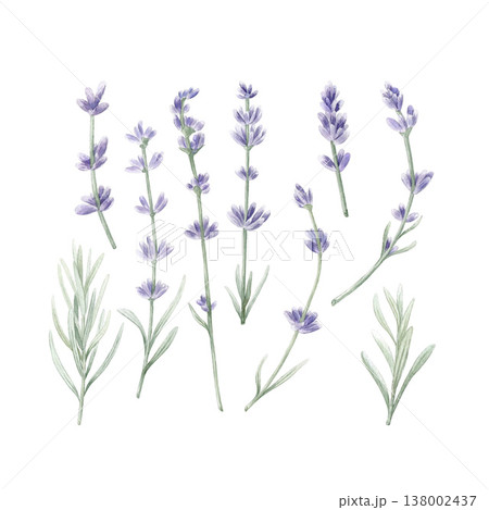 Watercolor lavender floral elements set. Hand drawn botanical illustration collection of purple flowers sprigs, stalks and green leaves for DIY design, patterns and branding isolated on white. 138002437