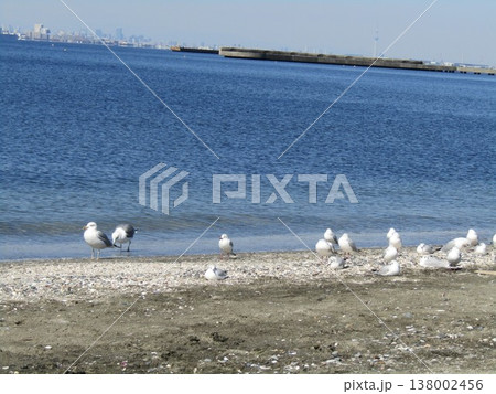 検見川浜に来た冬の渡り鳥ユリカモメとセグロカモメ 138002456
