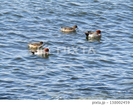 検見川浜遊泳中の冬の渡り鳥ヒドリガモ 検見川浜遊泳中の冬の渡り鳥ヒドリガモ 138002459