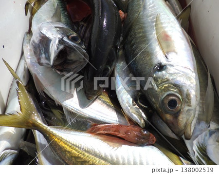 新鮮な魚 新鮮な魚 138002519