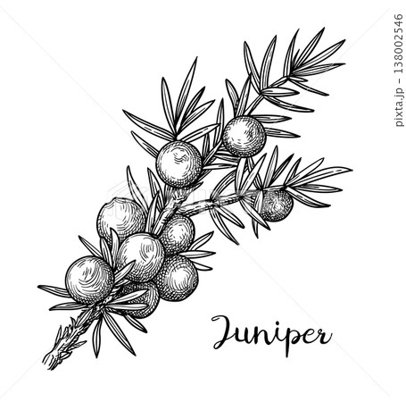 Juniper branch with berries engraving illustration 138002546
