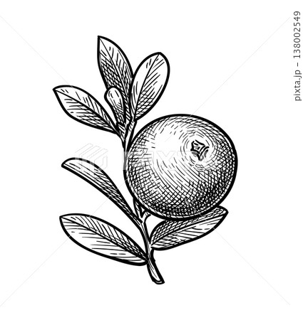 Cranberry engraving illustration. Cranberry engraving illustration. 138002549