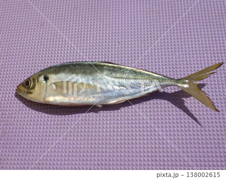 釣り上げたアジ 138002615