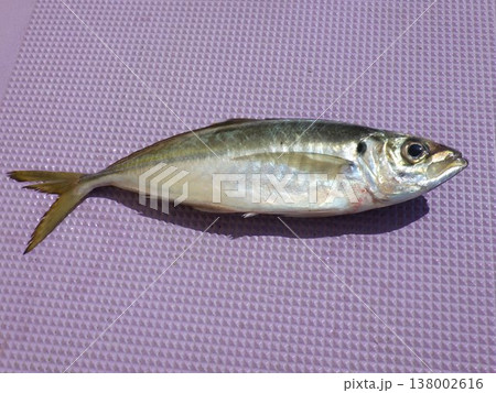 釣り上げたアジ 釣り上げたアジ 138002616