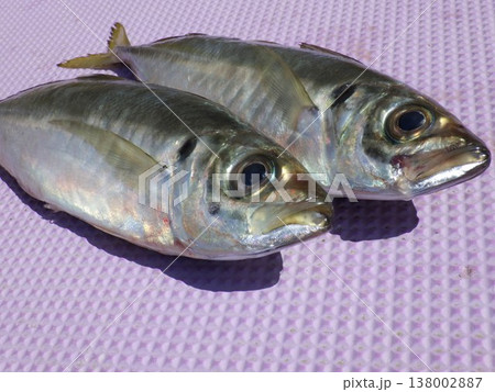 釣り上げたアジ 釣り上げたアジ 138002887