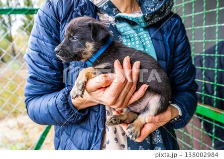 Puppy little dog in hands 138002984