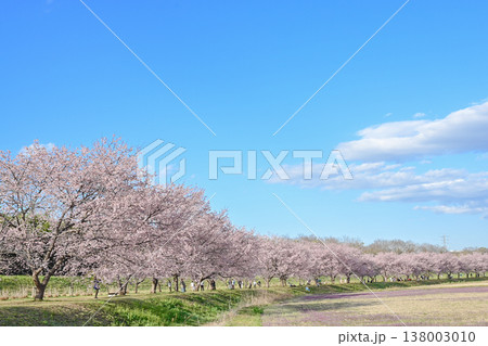 北浅羽桜堤公園の満開の安行寒桜 138003010