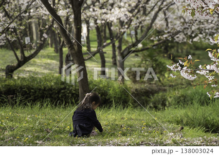 桜の咲く公園で遊ぶ女の子 138003024