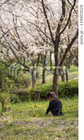 桜の咲く公園と女の子 桜の咲く公園と女の子 138003026
