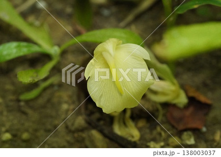 ミョウガの花 ミョウガの花 138003037