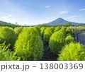 富士河口湖畔にある大石公園で朝日に輝く緑コキアと夏の富士山が見える風景 138003369