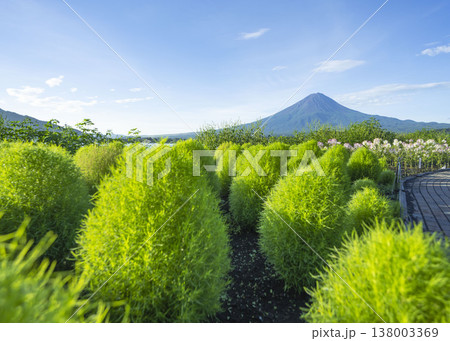 富士河口湖畔にある大石公園で朝日に輝く緑コキアと夏の富士山が見える風景 138003369
