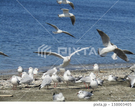 検見川浜の砂浜に立つ冬の渡り鳥ユリカモメ 検見川浜の砂浜に立つ冬の渡り鳥ユリカモメ 138003405