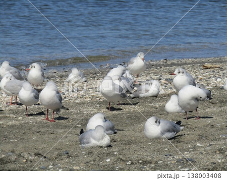 検見川浜砂浜で冬の渡り鳥ユリカモメ 検見川浜砂浜で冬の渡り鳥ユリカモメ 138003408