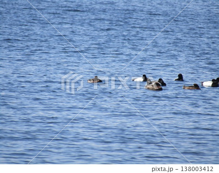 検見川浜沖合遊泳中のキンクロハジロ 検見川浜沖合遊泳中のキンクロハジロ 138003412