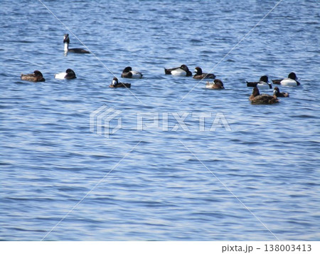 検見川浜沖合の冬の渡り鳥キンクロハジロ 検見川浜沖合の冬の渡り鳥キンクロハジロ 138003413