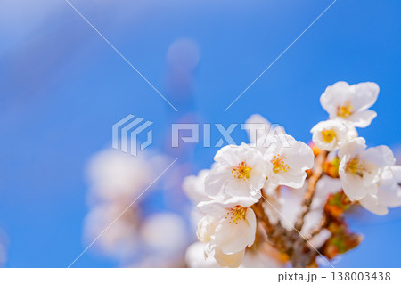 伊東市大室山・さくらの里の伊東桜 伊東市大室山・さくらの里の伊東桜 138003438