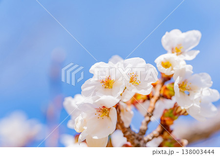 伊東市大室山・さくらの里の伊東桜 138003444