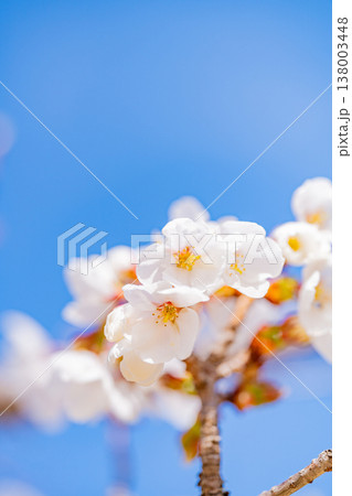 伊東市大室山・さくらの里の伊東桜 伊東市大室山・さくらの里の伊東桜 138003448