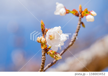 伊東市大室山・さくらの里の伊東桜 伊東市大室山・さくらの里の伊東桜 138003452