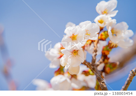 伊東市大室山・さくらの里の伊東桜 伊東市大室山・さくらの里の伊東桜 138003454