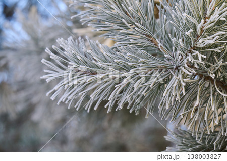 photo of a pine tree covered in frost photo of a pine tree covered in frost 138003827