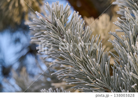 photo of a pine tree covered in frost 138003828