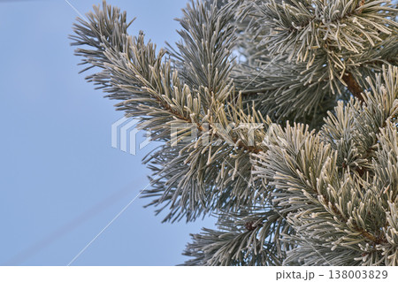 photo of a pine tree covered in frost 138003829