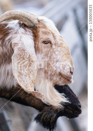 photo of a red goat photo of a red goat 138003835
