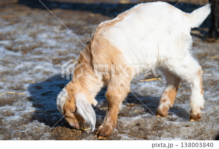 a little goat 138003840