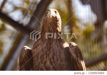 photo of an eagle photo of an eagle 138003860